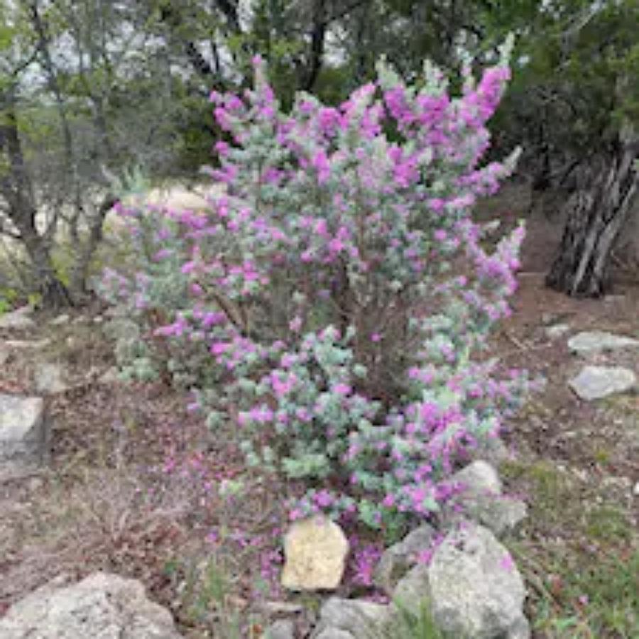 Entire 2Br 2Ba Hilltop View Home Sleeps 8 Pets 4 Acres Jacuzzi Central Ac Kingbeds Free Wifi-Parking Kitchen Washerdryer Starry Terrace Two Sunset Dining Patios Grill Stovetop Oven Fridge Onsitewoodedhiking Wildlife Coveredpatio4Pets & Birds Singing! Marble Falls Exterior foto